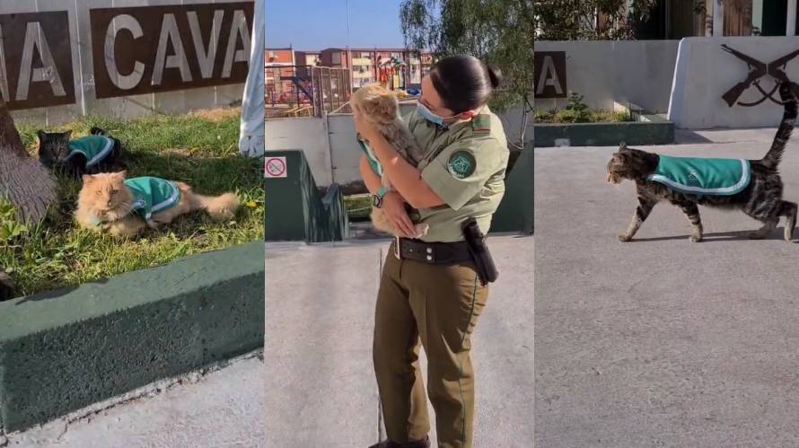 Lyon y Cavancha: Los gatitos policiales de la Cuarta Comisaría de  Carabineros de Iquique