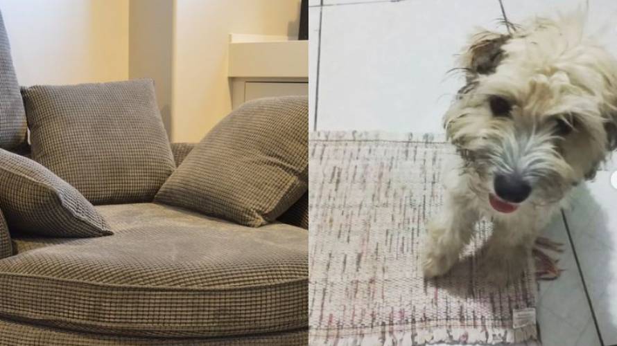 Se llevó una triste sorpresa: Mujer compró sillón usado y en su interior  venía una perrita abandonada